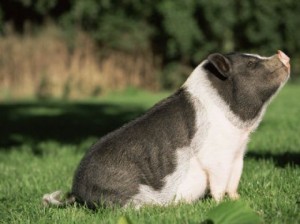 Qu’est-ce-qu’un cochon nain ?