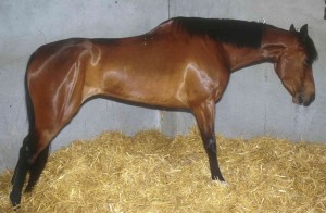 La colique chez le cheval (causes, symptômes, traitement, prévention)