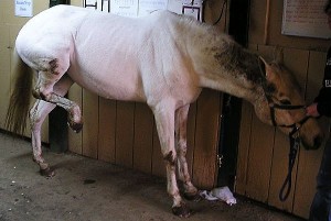 La colique chez le cheval (causes, symptômes, traitement, prévention)