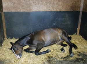 La colique chez le cheval (causes, symptômes, traitement, prévention)