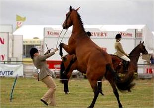 Le confinement, un problème de taille pour les chevaux