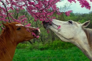 Le confinement, un problème de taille pour les chevaux