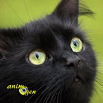Santé : pourquoi les poils de certains chats noirs ont-ils des reflets bruns ou rougeoyants ?