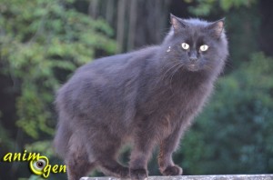 Santé : pourquoi les poils de certains chats noirs ont-ils des reflets bruns ou rougeoyants ?