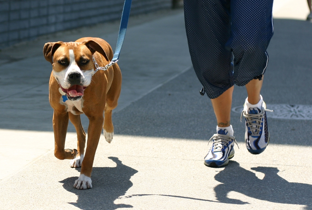 Santé : à quelle intensité d'exercice quotidien devons-nous soumettre nos chiens ?