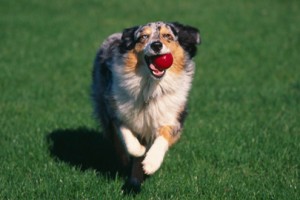 Santé : à quelle intensité d'exercice quotidien devons-nous soumettre nos chiens ?