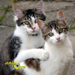 Comportement : le rapport à la famille et au couple dans les rapports entre chats
