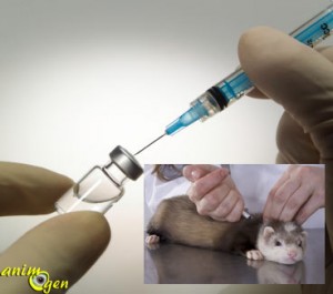 La vaccination des furets, quand, pourquoi, comment ?