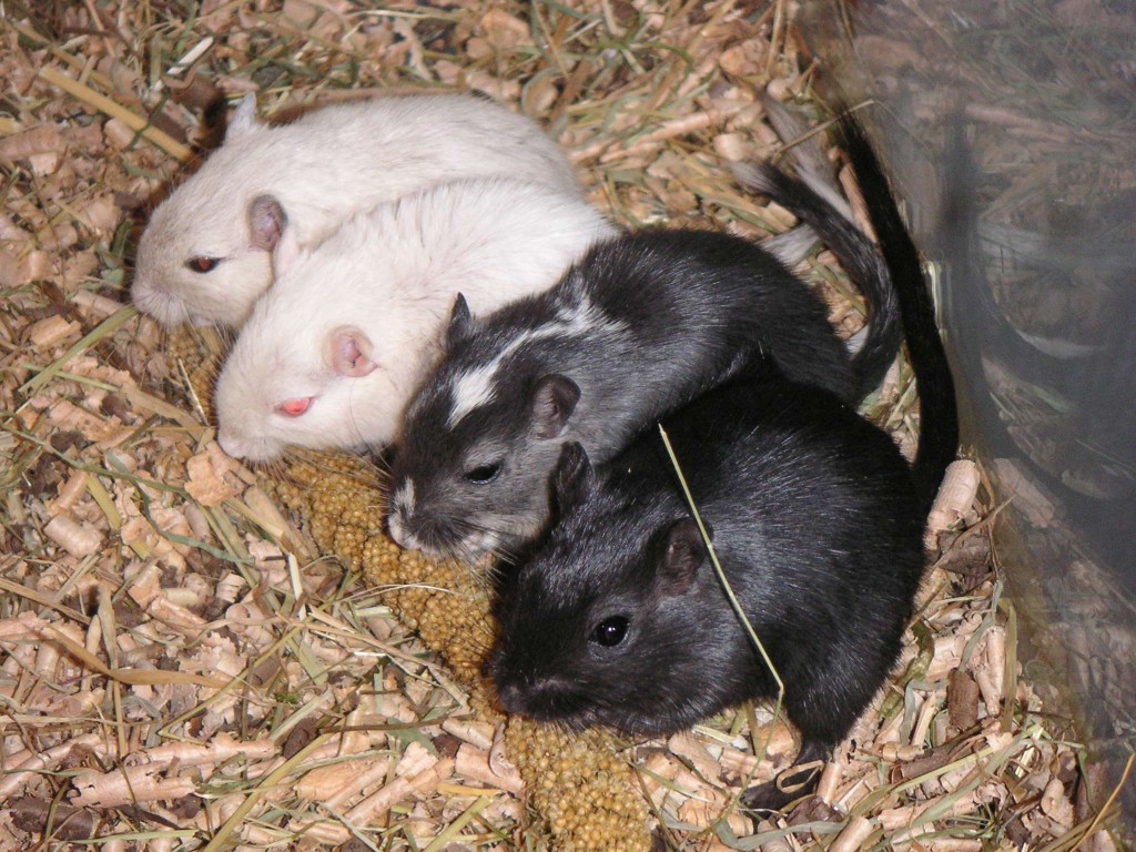 Comportement : les conséquences de l'isolement des rats, gerbilles, souris et cochons d'Inde