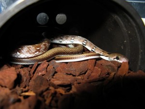 L’impact des variations d’humidité et de température sur la santé des reptiles