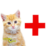 Santé : l'insuffisance pancréatique exocrine chez le chat (causes, symptômes, traitement)
