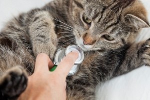 Santé : l'insuffisance pancréatique exocrine chez le chat (causes, symptômes, traitement)