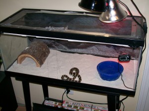 Serpent roi de Californie : éclairage et chauffage du terrarium