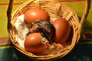 La poule Marans, la pondeuse aux oeufs chocolat