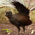 Le cri d'alarme de l'oiseau lyre (Menura novaehollandiae)