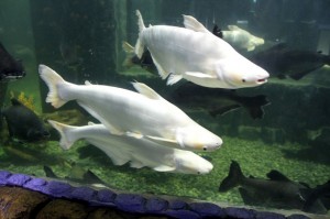 Le Pangasius, silure requin, ou Pangasius sutchi