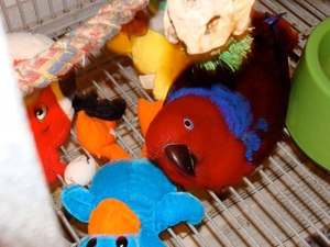 Reproduction : comment savoir si un perroquet va pondre ?
