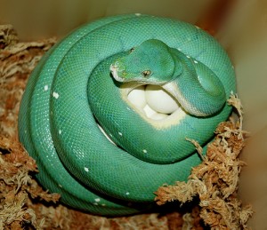 Le python vert, ou Morelia viridis