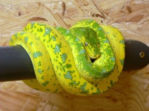 Le python vert, ou Morelia viridis