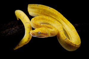 Le python vert, ou Morelia viridis