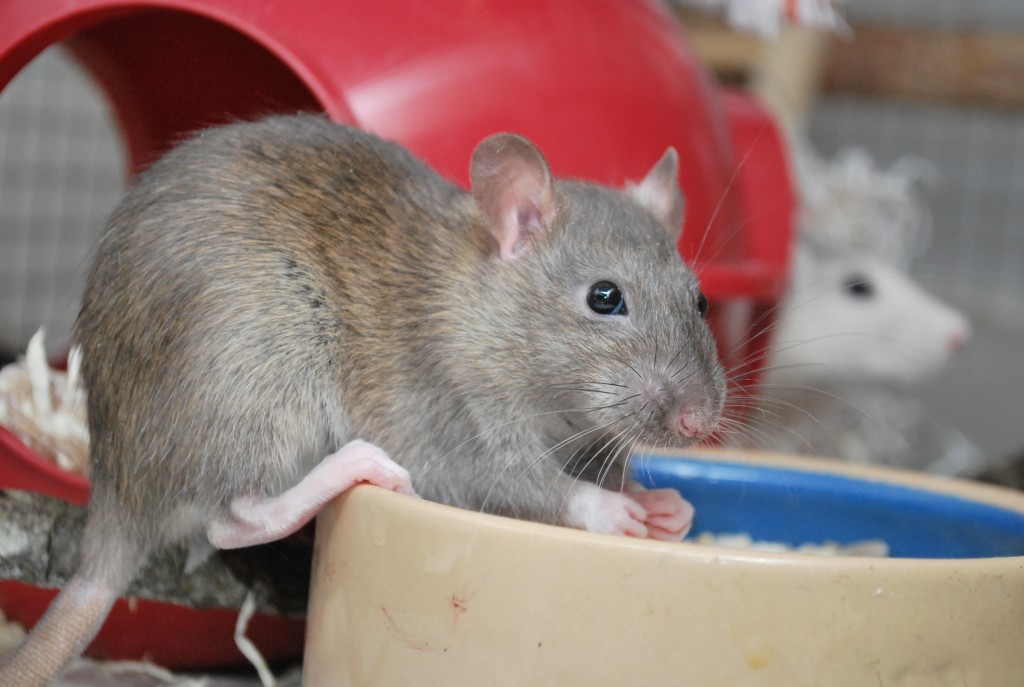 Les rats mâles peuvent-ils transmettre le diabète à leurs filles ?