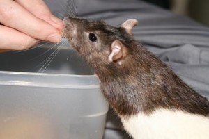 Les rats mâles peuvent-ils transmettre le diabète à leurs filles ?