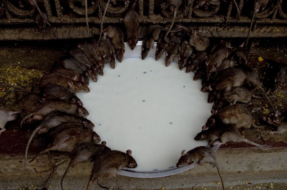 rencontre rat male et femelle