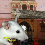 Le temple de Karni Mata, sanctuaire des rats
