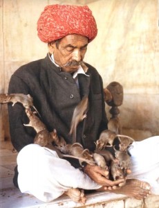 Le temple de Karni Mata, sanctuaire des rats