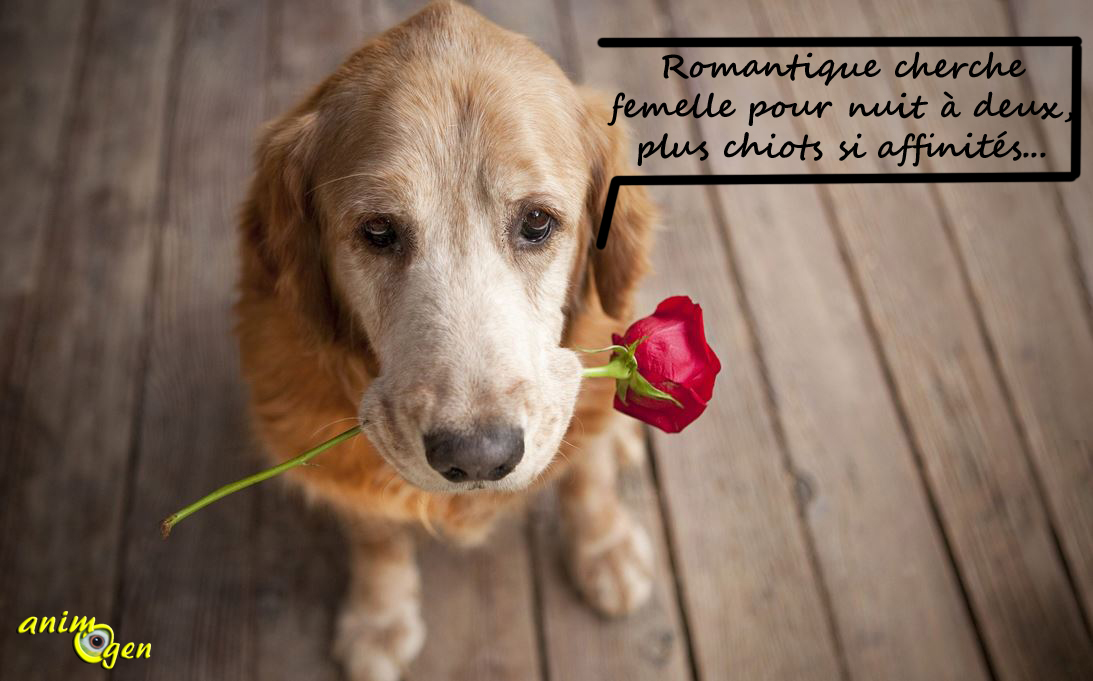 rencontre entre chien