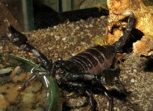 L'habitat du scorpion en captivité