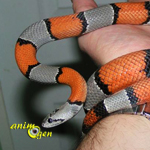 Le serpent roi à bandes grises, ou serpent roi gris (Lampropeltis alterna)