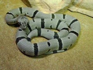 Le serpent roi à bandes grises, ou serpent roi gris (Lampropeltis alterna)