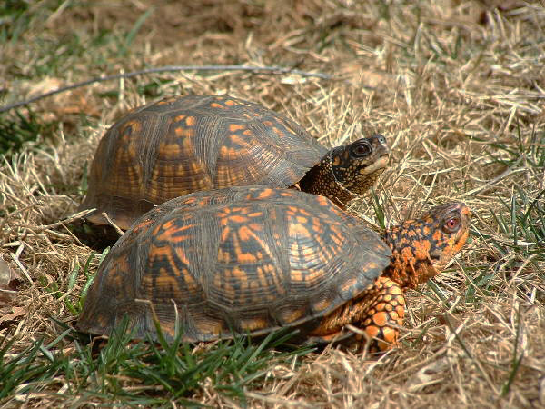 Envisagez la reproduction des tortues de terre dans de bonnes conditions