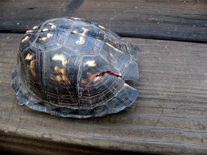 Envisagez la reproduction des tortues de terre dans de bonnes conditions