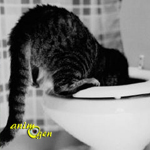 Santé : vomissement de sang chez les chats (symptômes, causes, traitement)
