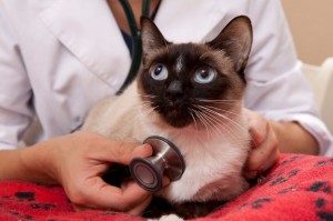 Santé : vomissement de sang chez les chats (symptômes, causes, traitement)