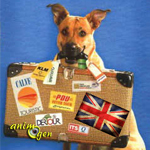 Comment visiter le Royaume-Uni avec son chien ?