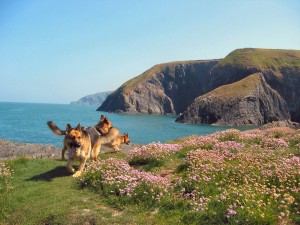 Comment visiter le Royaume-Uni avec son chien ?