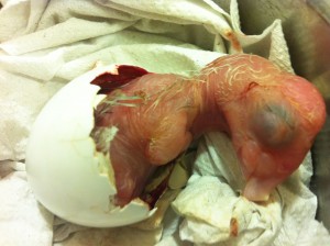 Reproduction : les difficultés rencontrées par les jeunes perroquets lors de l'éclosion