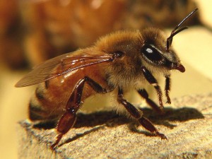 L'abeille et l'éléphant