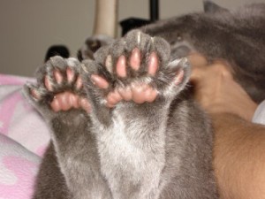 L'American Polydactyl, un félin qui peut compter sur ses pattes...