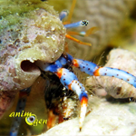 Le Bernard L’Hermite à pattes bleues (Clibanarius tricolor)