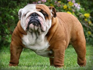 Le Bouledogue anglais, ou English Bulldog, un chien de combat réhabilité