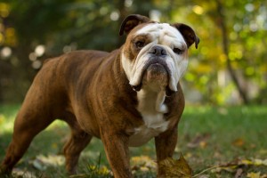 Le Bouledogue anglais, ou English Bulldog, un chien de combat réhabilité