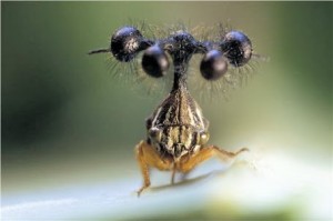 Les Membracidés, trois paires d'ailes pour des insectes insolites 