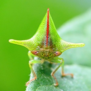 Les Membracidés, trois paires d'ailes pour des insectes insolites 