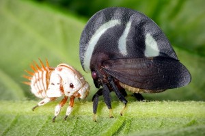 Les Membracidés, trois paires d'ailes pour des insectes insolites 