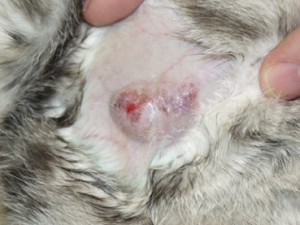 Santé : les abcès chez le chat, symptômes, effets et traitements