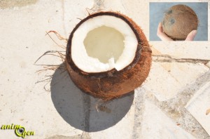 La noix de coco, le fruit de l'arbre de vie au menu de nos perroquets